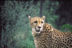 Záhadná kočka (gepard)