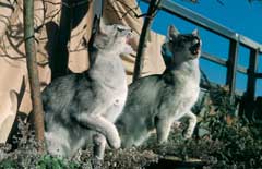 Javánské kočky (orientální dlouhosrsté)