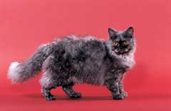 Selkirk rex