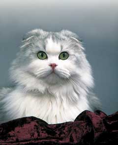 Scottish Fold