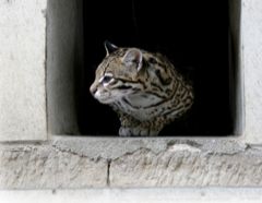 Nejkrásnější z nejhezčích (ocelot)