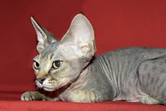 Devon rex