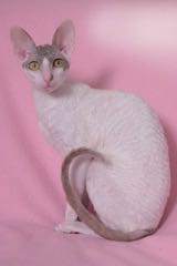 Kočičí beránek - cornish rex