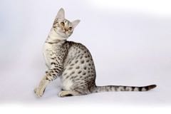 Ocicat, tečkovaná elegance