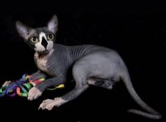Sphynx - bezsrstý klaun s bříškem Buddhy