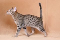 Ocicat