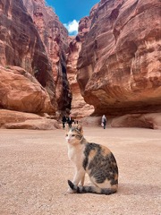 Jordánsko &ndash; země kontrastů a kočičích příběhů &ndash; část druhá