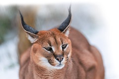 V Zoo Praha se zabydleli karakalové