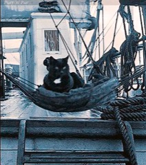 Kočky v Antarktidě &ndash; včera, dnes a zítra