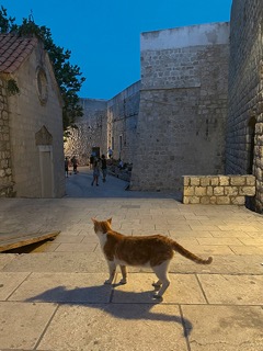 Kouzelné město s kočičími strážci 