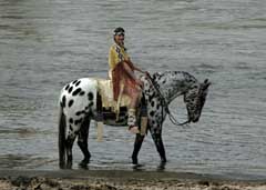 Appaloosa