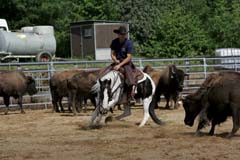 Trénink cuttingových koní v Čechách