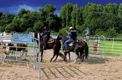 Team penning