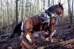 Plemena pracovních koní v Anglii