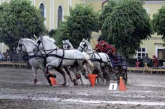 Den koní v Kladrubech nad Labem