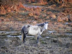 New forest pony