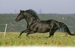 Trakénský kůň