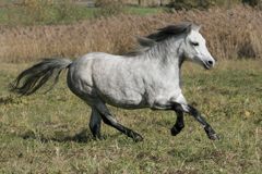 Welsh mountain pony