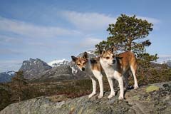 Pes jako ��dn� jin� - norsk� lundehund