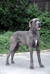 N�meck� doga