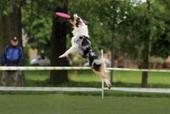 Bezpe�nost a dogfrisbee