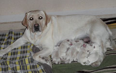 Labrador 
