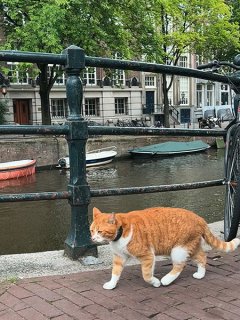 24 kočkohodin v Amsterdamu (díl druhý)