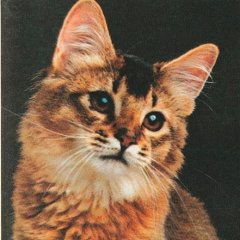 Somálské kočky