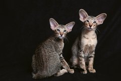 Orientální krátkosrsté – štíhlé jako Twiggy
